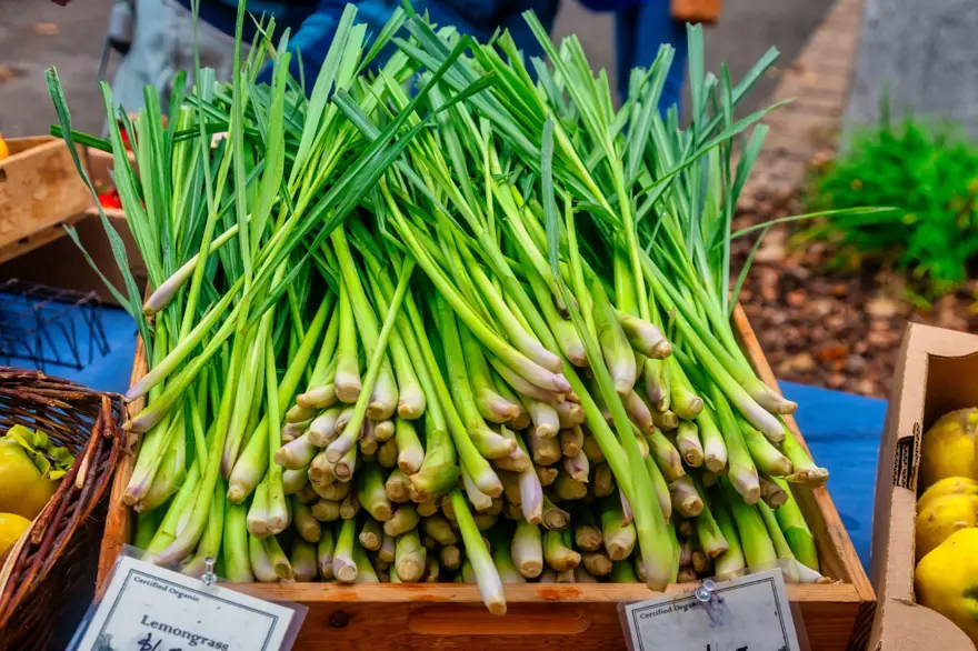 Beyin ve damarlardaki tıkanıklığı geçiriyor! Yüzyıllardır sayısız hastalığın çaresi: Türkiye'nin kıyı kesimlerinde yetişiyor 5