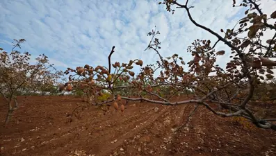 Bu yıl Siirt fıstığından da verim alınamadı