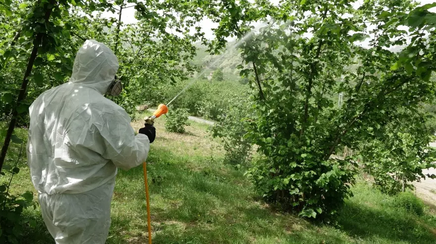 "Kahverengi kokarca" istilası olumsuz etkiledi: 3'lü zarar, 50 bin ton kayıp var 