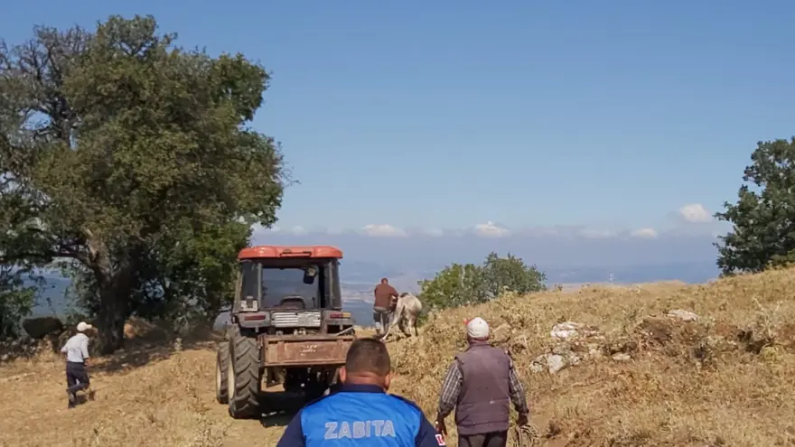 Bayramda kaçan dana 26 gün sonra yakalandı 3