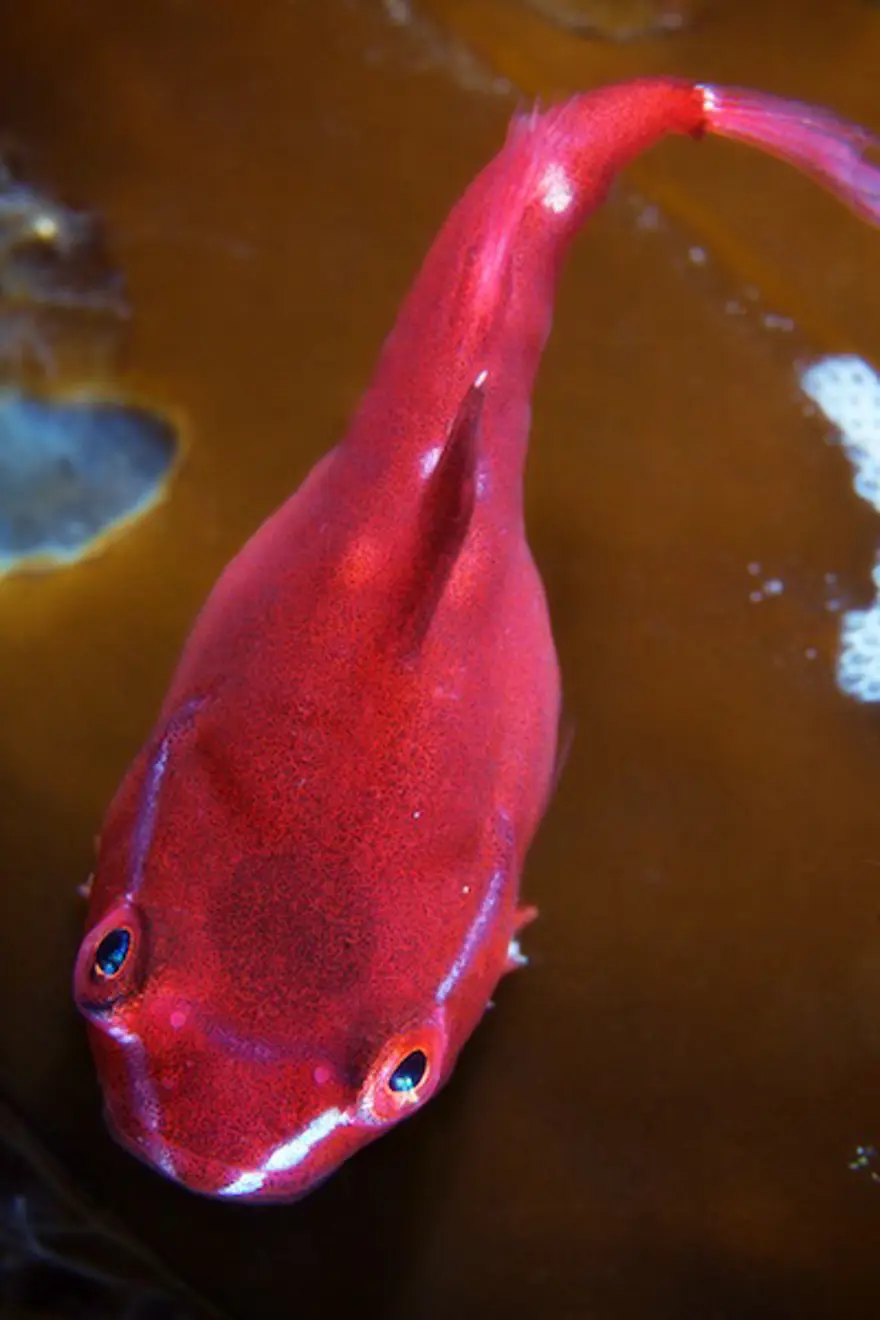 Beyaz Deniz'in harikaları 66