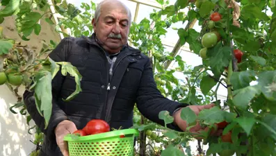 Evinin terasına sera kurdu: 4 mevsim sebze meyve yetiştiriyor