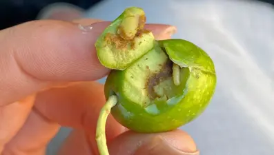 Üreticilere zeytin sineği uyarısı