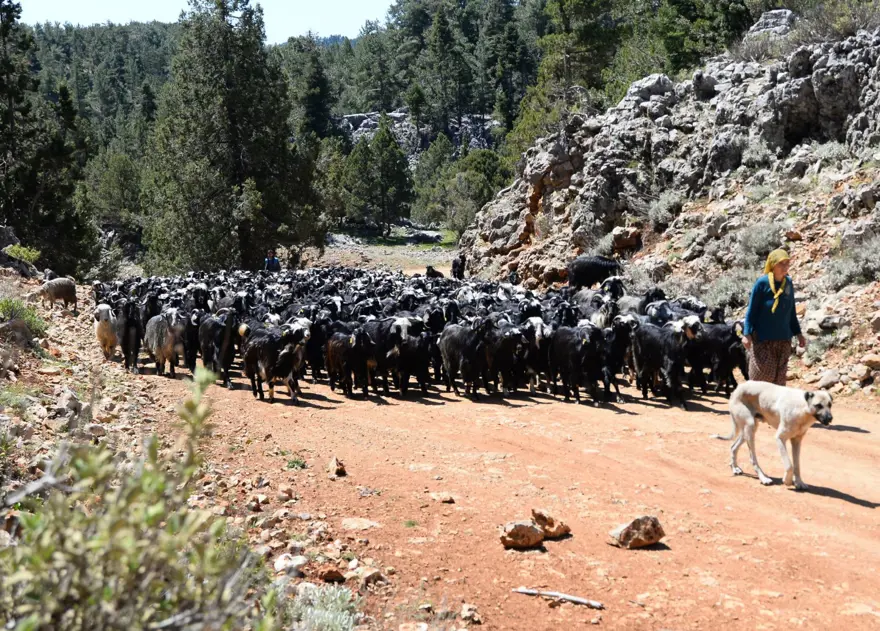 Yörüklerin 20 gün sürecek yaz göçü başladı 9