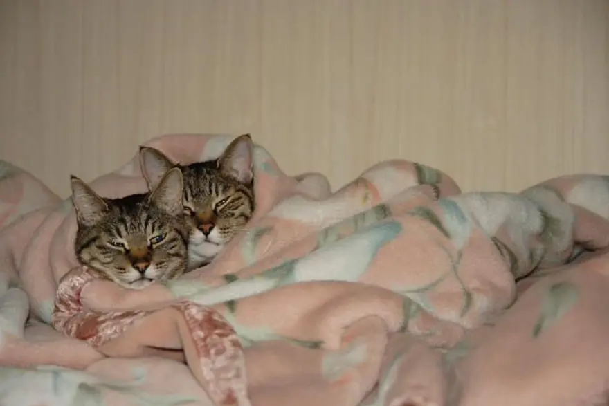 İnternetin yeni fenomenleri 135