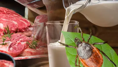 Kene ısırığı ile bulaşıyor, hayvansal gıda ile tetikleniyor: Alfa-Gal dünyada hızla yayılıyor