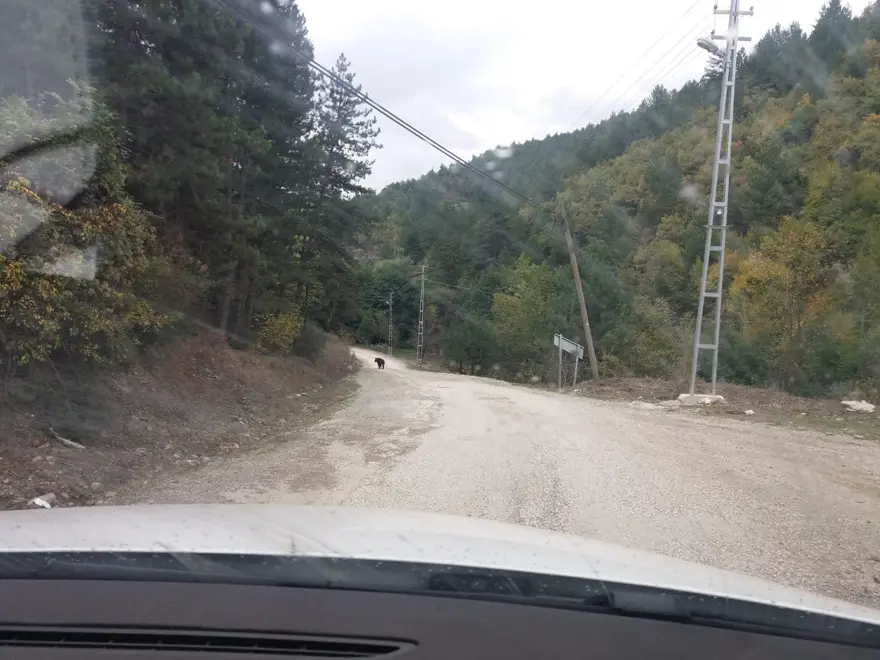 Ormanda çalışan işçilere ayı saldırdı 1