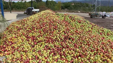 Amasya'da dalında 1,5 TL olan elma manavda 6 TL