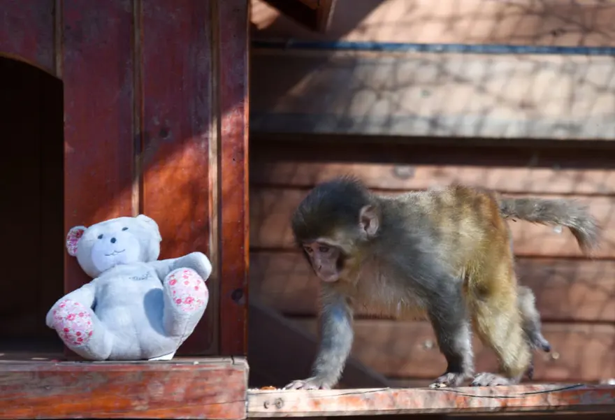 "STRES ALTINTAYDI VE AÇ KALMIŞTI" 4