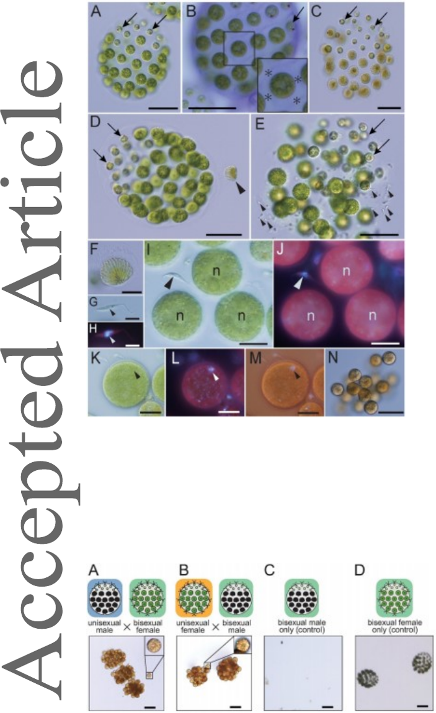 Dişi, erkek ve biseksüel: Üç farklı cinsiyete sahip tatlı su yosunu türü keşfedildi 2