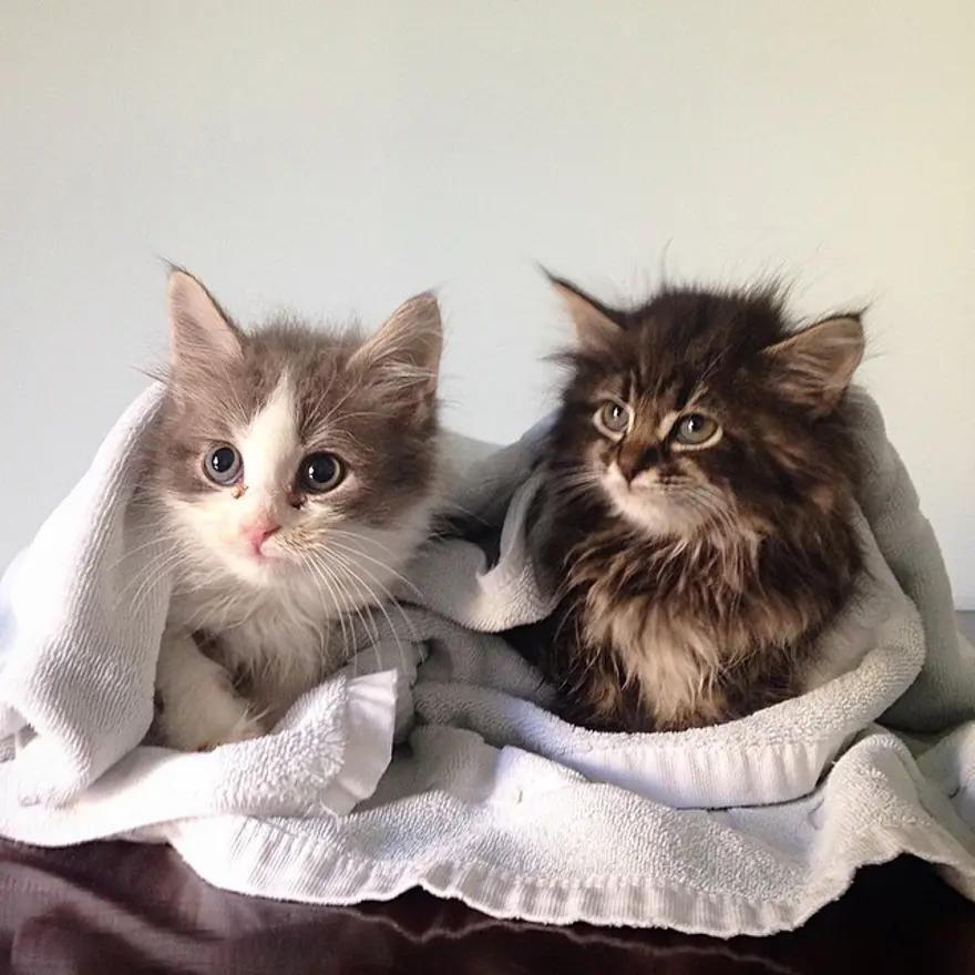 Hayatını kedileri kurtarmaya adadı 59