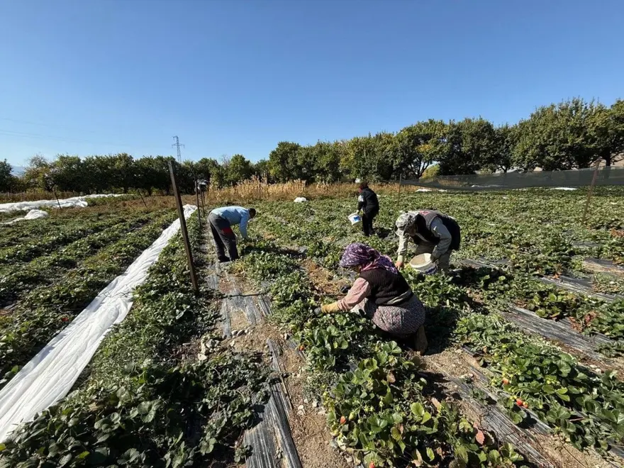 "Bu işe giren pişman olmaz": Üretimi yaygınlaştı 