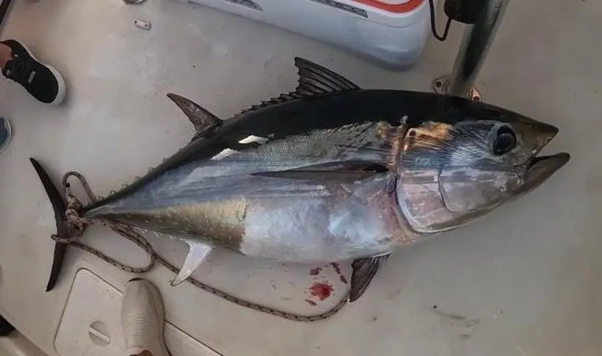 Türkiye'den Japonya ve Güney Kore'ye gidiyor 2