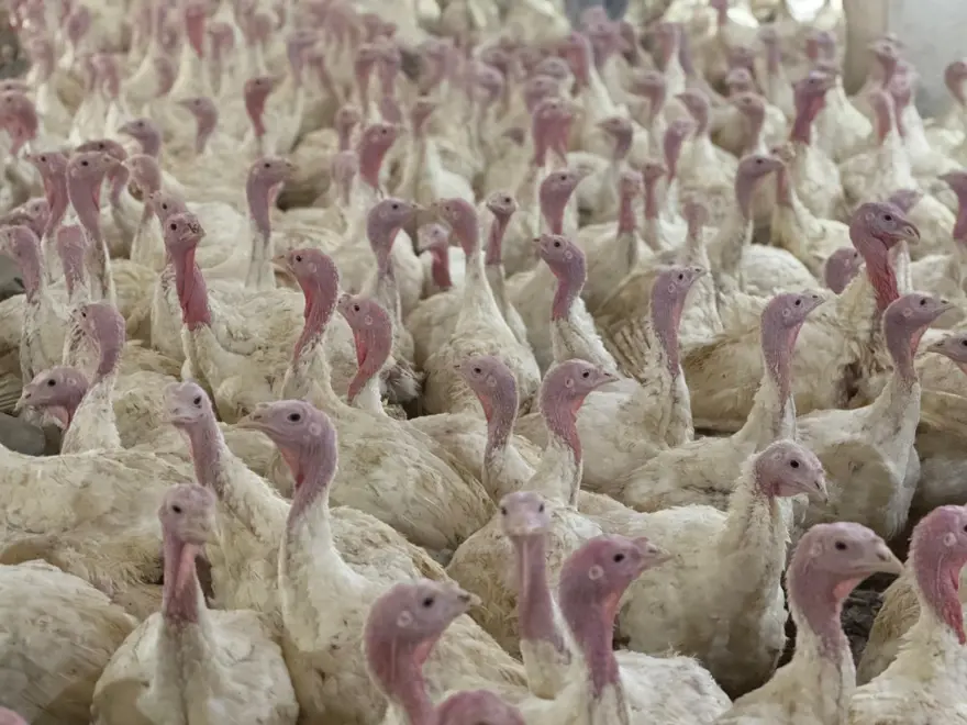 "BU YIL 150 BİN HİNDİ KESİLECEK" 2