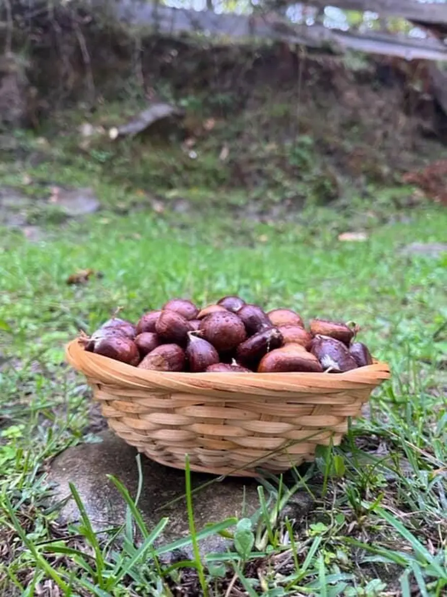 Erken saatte ormana akın ediyorlar: Sezon açıldı, tek tek elle toplanıyor 3