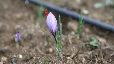 1 kilosu 450 bin lira: "Mucize bitki" çiçek açtı