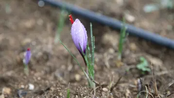 1 kilosu 450 bin lira: "Mucize bitki" çiçek açtı