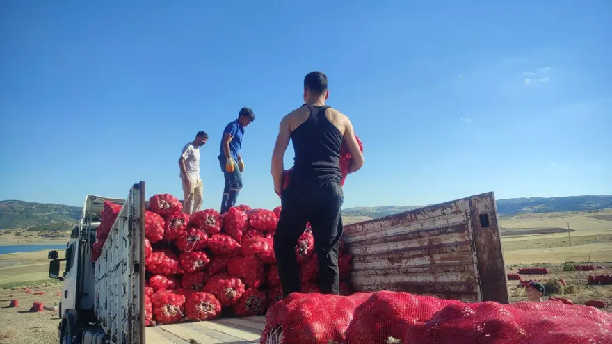 "TARLADA SOĞAN FİYATI 7-8 LİRA" 5 "TARLADA SOĞAN FİYATI 7-8 LİRA" 5