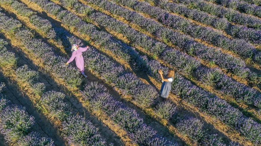 Diyarbakır'ın yeni cazibe merkezi: Lavanta bahçeleri 1