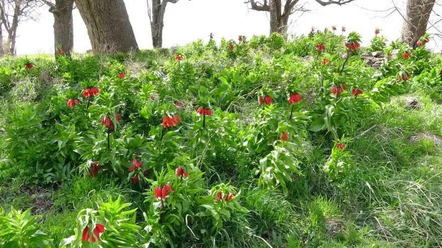 Yılın sadece 20 günü yaşıyor, başında nöbet tutuyorlar: Koparmanın cezası 244 bin lira! 4