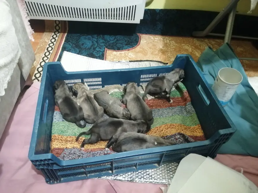 Sancaktepe'de poşetle çöpe atılmış 11 yavru köpek bulundu: Dördü telef oldu, yedisi baygın halde kurtarıldı 3