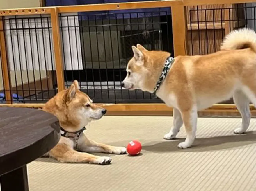 Tokyo'da gençlerin gözdesi: Yavru köpekli kafeler 5 Tokyo'da gençlerin gözdesi: Yavru köpekli kafeler 5