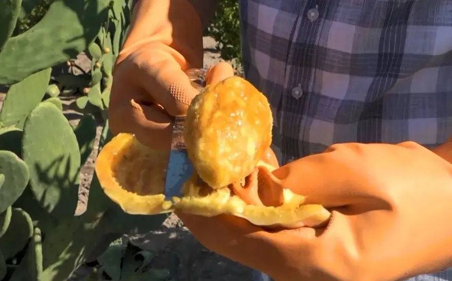 Kurak tarlalardan gelen lezzet dondurmaya dönüştü: Hasat dönemi devam ediyor 