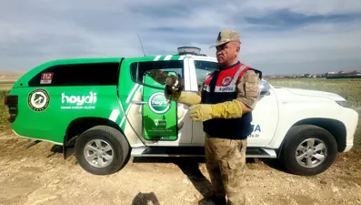 Halfeti'de yaralı kızıl şahine koruma