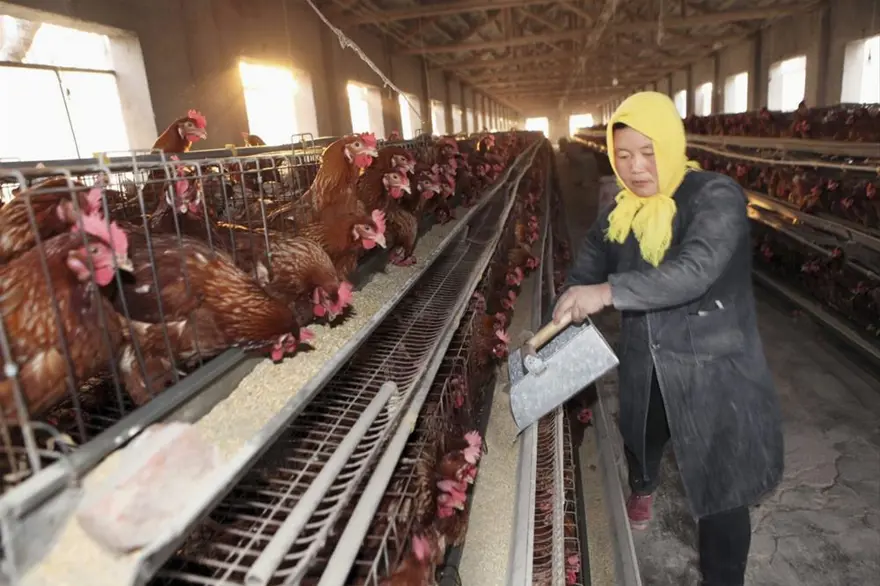 Çin'de kuş gribi alarmı 19