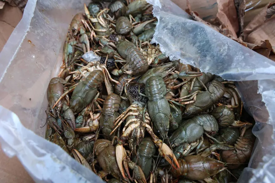 Terminalde 40 kilo mavi yengeç ele geçirildi: Otobüs firmasına ceza 2