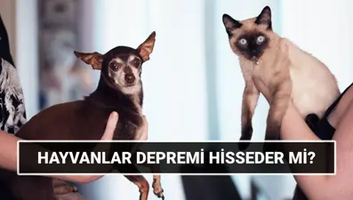 Hayvanlar depremi önceden hisseder mi? Kedi, köpek, kuş depremi ne kadar önce hisseder, ne yaparlar?