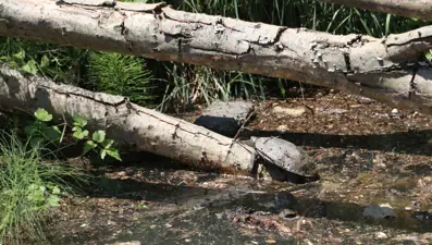 Dere ıslahından etkilenen kaplumbağalar taşındı
