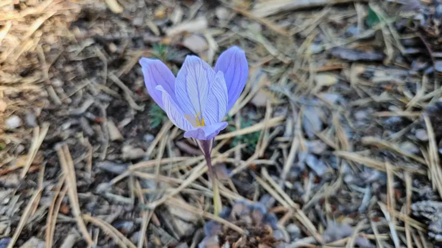 "Güz çiğdemi" olarak da biliniyor: İlçeye yaklaşık 15 kilometre uzaklıkta 2 "Güz çiğdemi" olarak da biliniyor: İlçeye yaklaşık 15 kilometre uzaklıkta 2