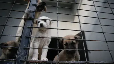 Barınakta köpek ölümleri iddiasına inceleme