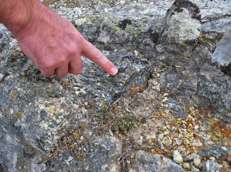 21 milyon yıllık fosil ağaç ormanı tehlikede 3