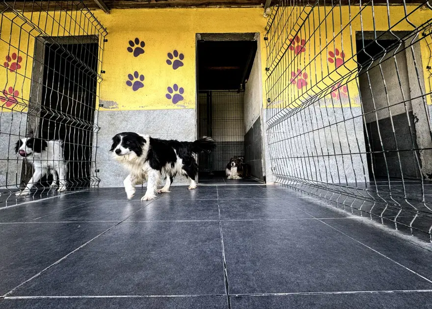 Kedi köpek otelinde bayram yoğunluğu 1 Kedi köpek otelinde bayram yoğunluğu 1