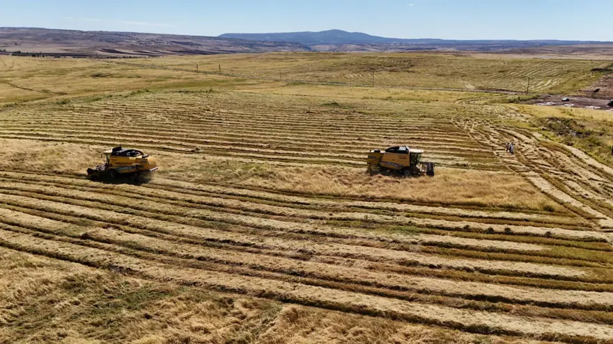 6 milyon lira maliyeti var: Hasadı 2 hafta sürecek 2