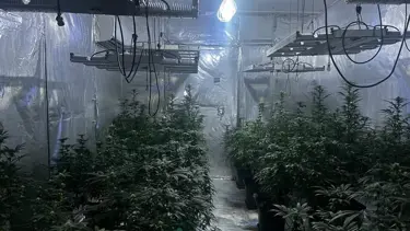 Kiraladığı evi kenevir tarlasına çevirdi