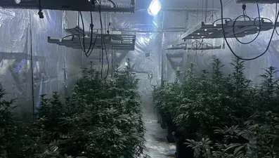 Kiraladığı evi kenevir tarlasına çevirdi