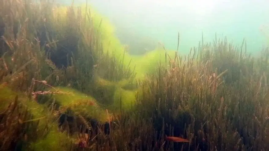Sapanca Gölü can çekişiyor 13 Sapanca Gölü can çekişiyor 13