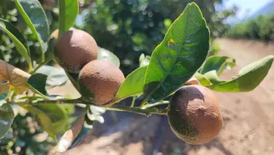 Son 95 yılın sıcaklık rekoru: 47,5 derece nedeniyle yanıklar oluşturdu