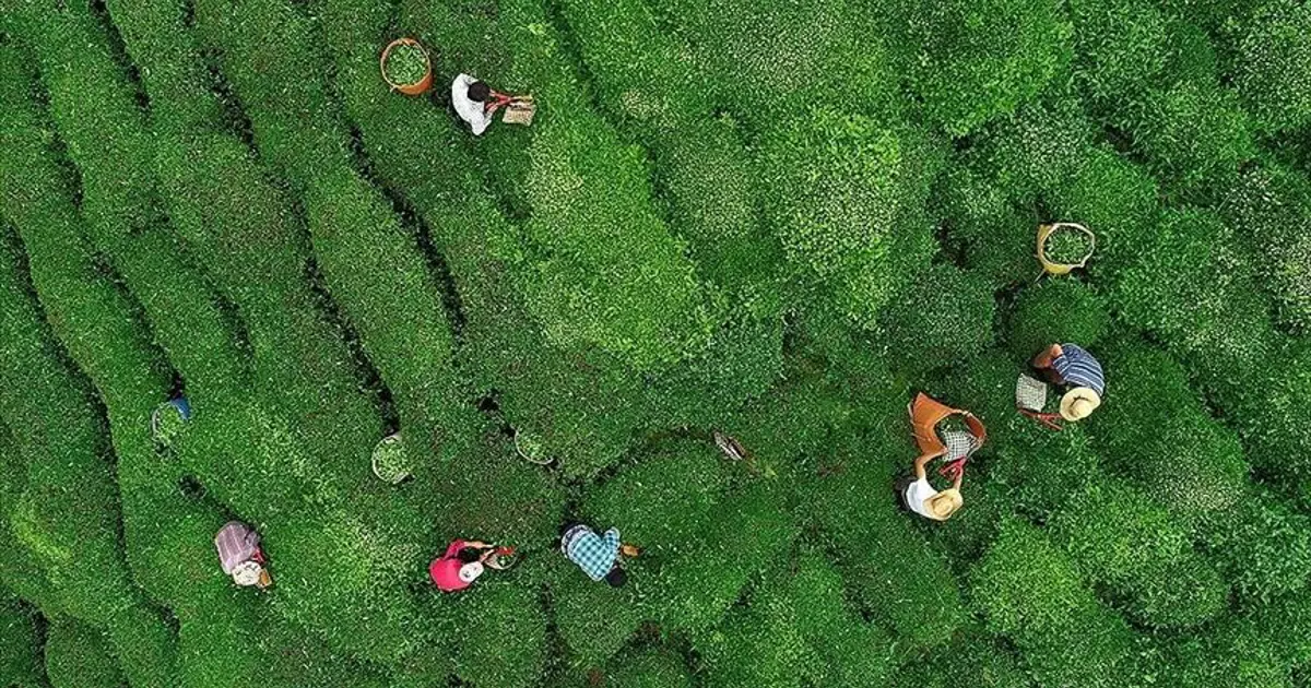 Türk çayı ihracatı 5 ayda 12 milyon doları aştı: En fazla ihracat Rize’den