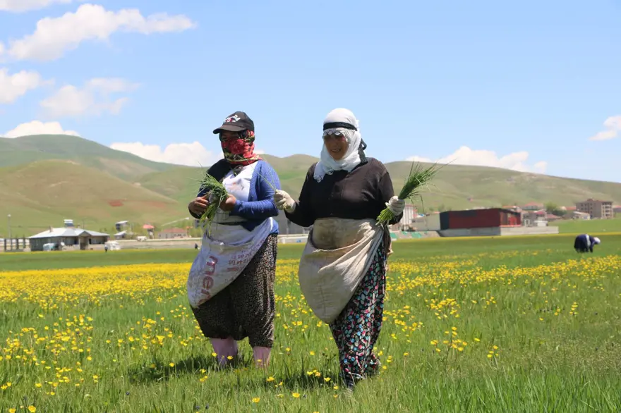 Baharın gelmesiyle mesai başladı: Yemeklerde ve peynir yapımında kullanılıyor 