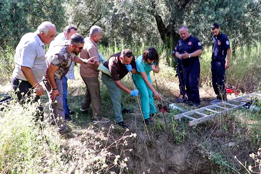 Kuyuya düşen domuz için 5 saatlik kurtarma operasyonu 