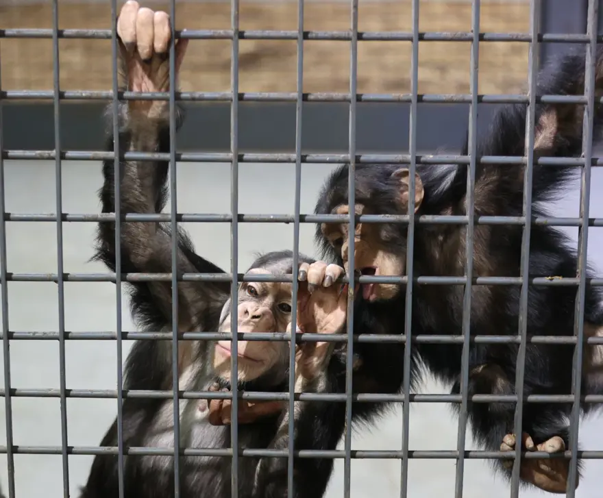 Şempanze Can yeni doğan kardeşi sayesinde annesiyle buluştu 11