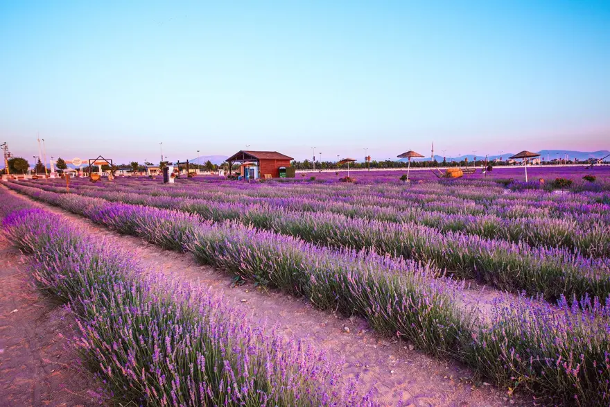 Moloz yığınları ile kaplı alan, lavanta bahçesine dönüştü 4