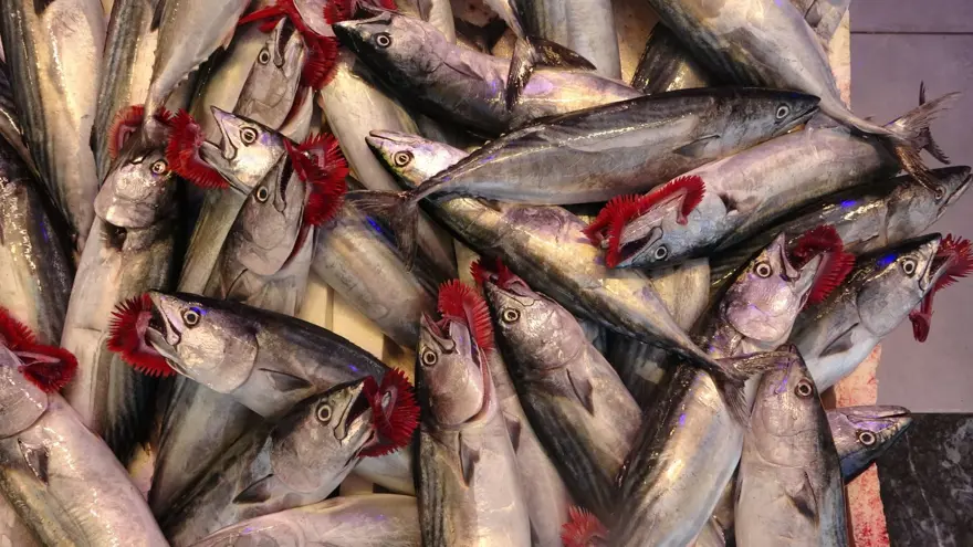 Av yasağı bitti, palamutun fiyatı düştü 1