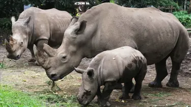 Güney Afrika'da yılın ilk yarısında 259 gergedan katledildi