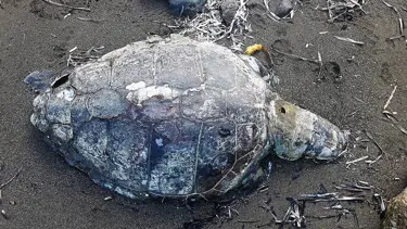 Caretta careta öldürülmüş halde bulundu