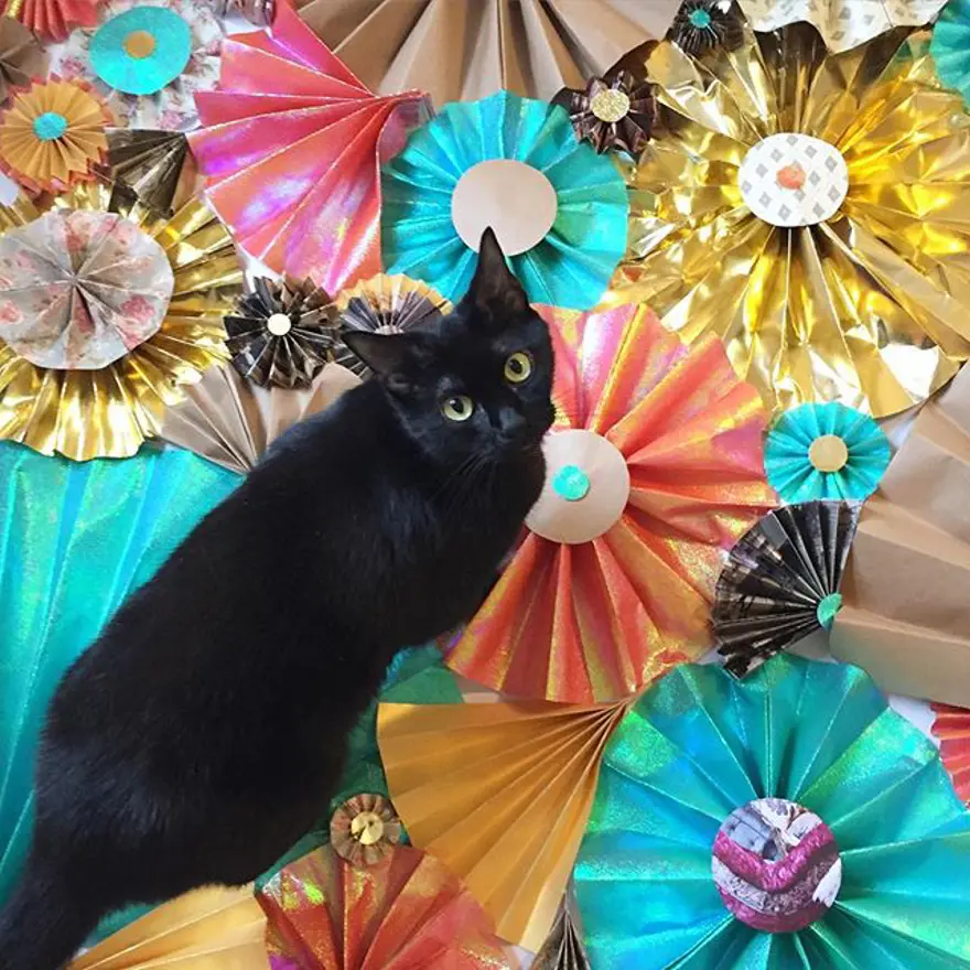 Hayatını kedileri kurtarmaya adadı 324